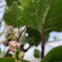 Malabar spinach, a climbing plant winds its way up the trellis.